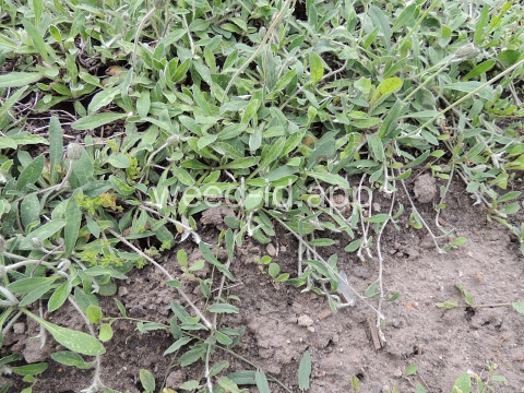 hawkweed, mouseear